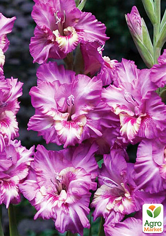 Гладиолус "Shady Frizzle" 3шт - фото 4