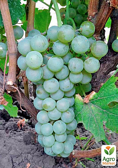 Виноград вегетирующий винный "Йоханитер" 4