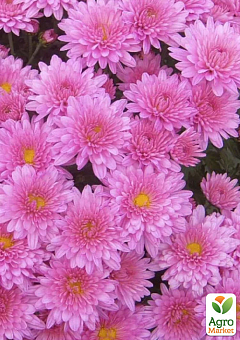 Хризантема мультифлора шарообразная "Branfountain Pink" 1