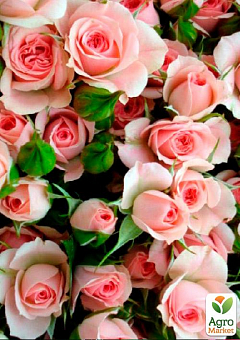 Ексклюзив! Троянда дрібноквіткова (спрей) ніжного кремова "Аріадна" (Ariadne) (преміальний невибагливий сорт)1