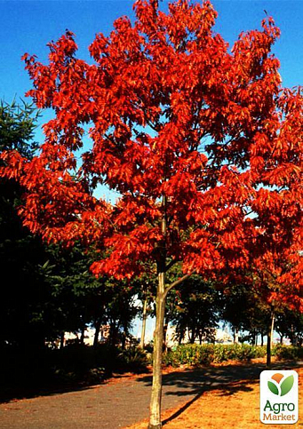 Дуб ярко-красный "Quercus rubra" (устойчив к вредителям и болезням) - фото 2