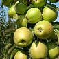 Яблуня колоновидна "Білосніжка" (осінній сорт, пізній термін дозрівання) цена