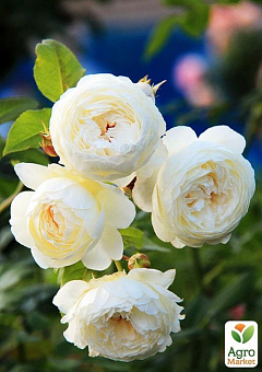 Роза английская "Белая сенсация" (саженец класса АА+) высший сорт1