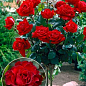 Роза штамбовая "Hommage a Barbara" (саженец класса АА+) высший сорт