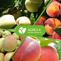 Минеральное удобрение ХХI поколения "Супер Плод" Прозрачная банка - прозрачное качество ТМ "AGRO-X" 120г