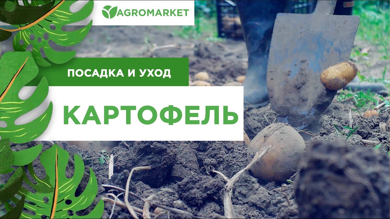 Картофель "Фермер" ТМ "Агромакси" 0.01г