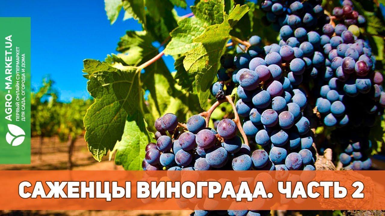 Виноград приречный "Мускатный водопад" ТМ "Аэлита" 0.2г