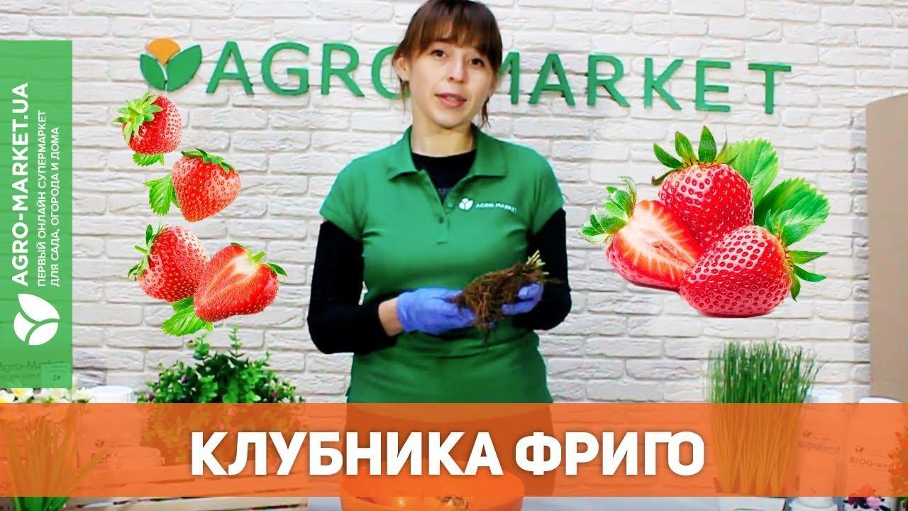 Клубника "Капельки лета F1" ТМ "АЭЛИТА" 10шт