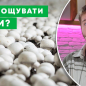 Вёшенка "Рожковидная" ТМ "Семена Украины" 5шт купить