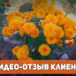 Георгина смесь (в банке) ТМ "Весна Органик" 3г