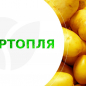 Картопля "Берніна" насіннєва пізня (1 репродукція) 1кг цена