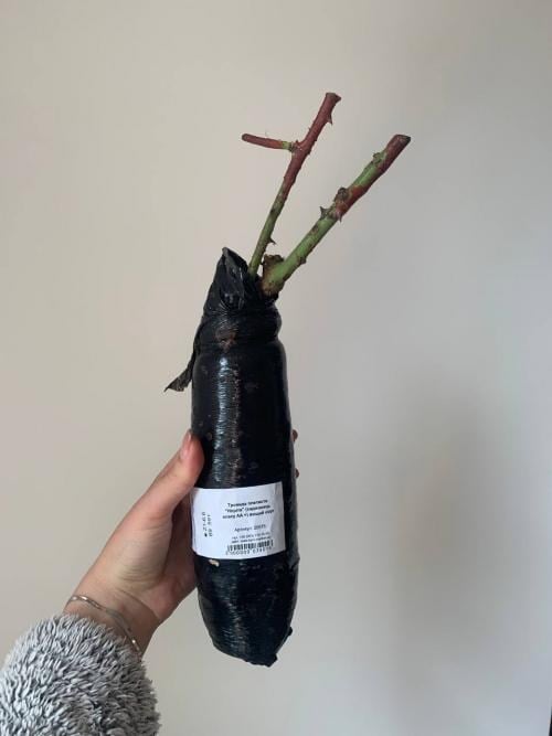 Роза плетистая "Норита" (саженец класса АА+) высший сорт - фото 6