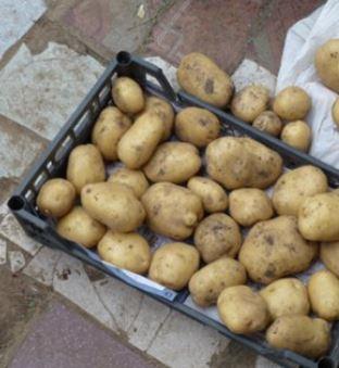 Насіннєвий середньостиглий картопля "Сюзанна" (на варіння, 1 репродукція) 1кг - фото 2