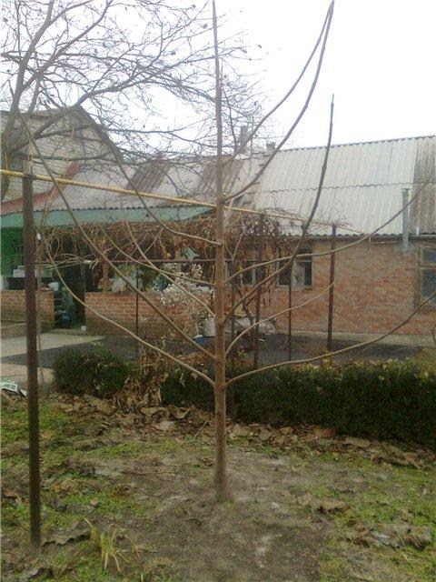 Павловнія бузкова "Адамове дерево" (красивоквітучий сорт) вазон Р9 - фото 4