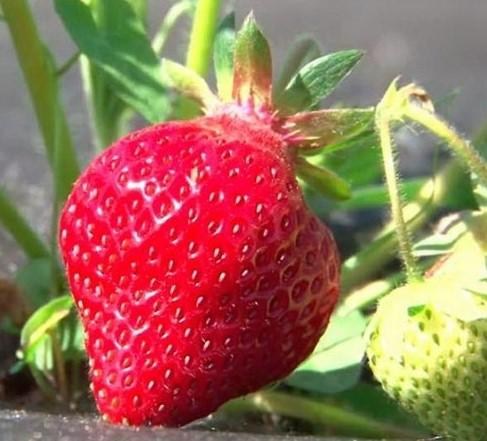 Полуниця "Альбіон" (Albion) (ремонтантний великоплідний сорт) - фото 12