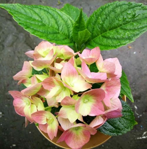 Гортензия крупнолистная "Хамелеон" (Chameleon) - фото 10