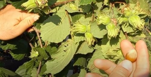 Фундук "Галле" (середній термін дозрівання, перехресне запилення, садити по 2 шт) - фото 5