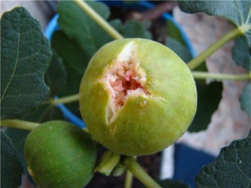 Інжир "Брунсвік" - фото 7