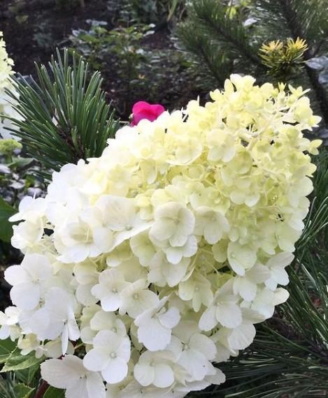 Гортензия метельчатая "Polar Bear" (контейнер P9) - фото 9