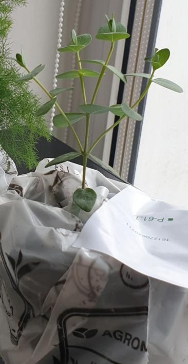 Евкаліпт кімнатний "Baby Blue" - фото 3