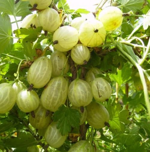 Крыжовник "Инвикта" (Invict) (средний срок созревания, высокоурожайный сорт) - фото 5