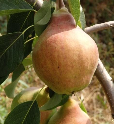 Груша "Любимица Клаппа" (летний сорт, ранний срок созревания) - фото 5