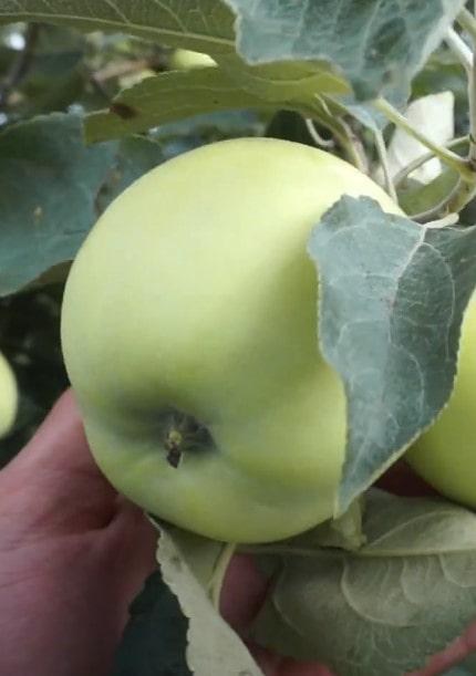 Яблоня "Белый налив" (летний сорт, ранний срок созревания) - фото 6