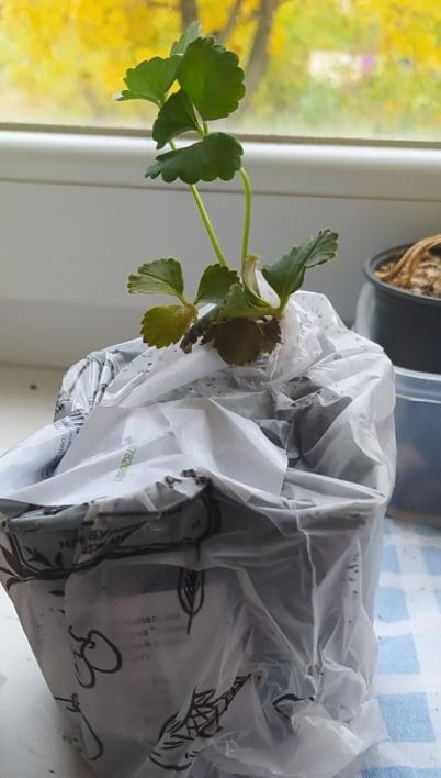 Клубника Ампельная Махровоцветущая "Snow" (ремонтантный ранний сорт) - фото 2