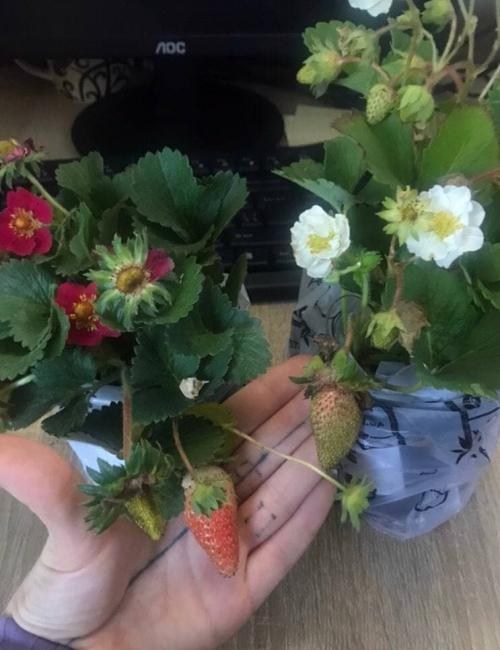 Клубника Ампельная Махровоцветущая "Snow" (ремонтантный ранний сорт) - фото 3