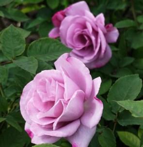 Троянда чайно-гібридна "Блю Мун" (дуже ароматна!) (Саджанець класу АА +) вищий сорт - фото 3