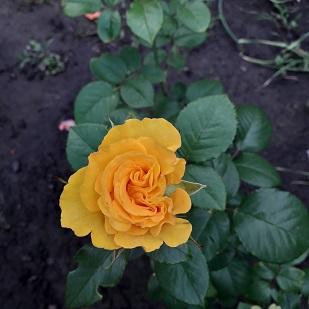 Троянда плетиста "Lucia" (саджанець класу АА +) вищий сорт - фото 4