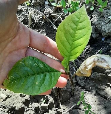 Магнолія "Judy" (Джуді) - фото 9