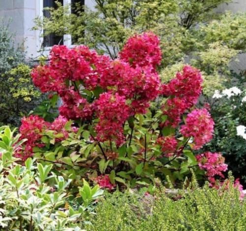 Гортензия метельчатая "Вимс Ред" (Wim`s Red) - фото 8