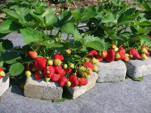 Полуниця "Королева Єлизавета" (ремонтантний сорт, ранній термін дозрівання) - фото 16