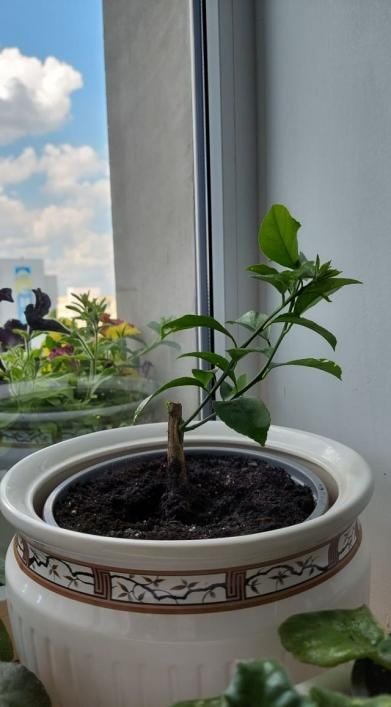 Мандарин "Ковано-Васе" - фото 7