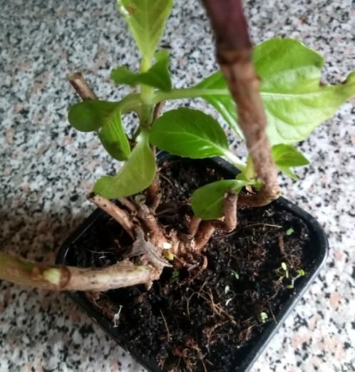 Гортензія крупнолиста "Renate Steiniger" - фото 6