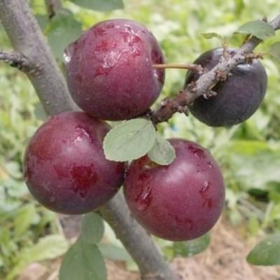 Ексклюзив! Слива "Анжеліно" (осінній сорт, пізній термін дозрівання) - фото 9