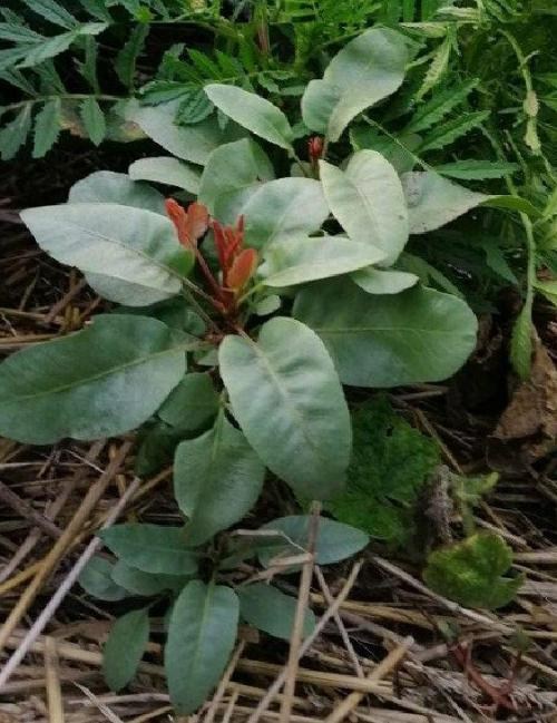 Фисташка "Альбина"  (средний срок созревания) - фото 10