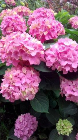 Ексклюзив! AGROBOX з саджанцем гортензії дивовижної краси - фото 5