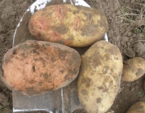 Картофель "Ривьера" семенной ультраранний (1 репродукция) 1кг - фото 6