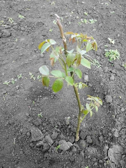 Грецкий орех "Идеал" (ранний срок созревания) - фото 7