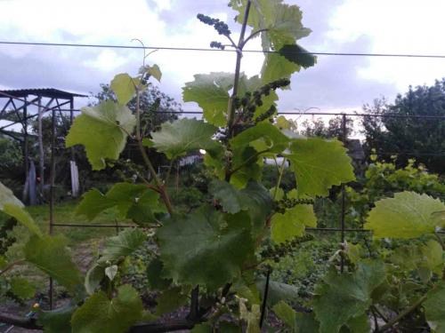 Виноград "Юпитер" (кишмиш, ранний срок созревания, морозостойкость до -27⁰С) - фото 7