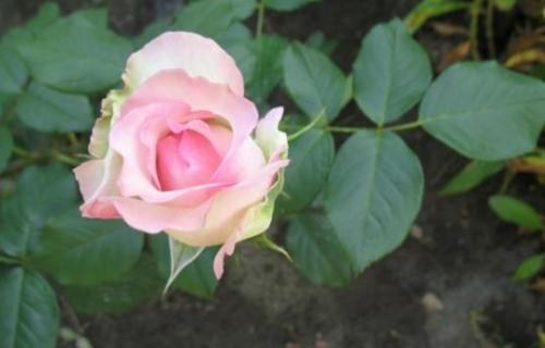 Троянда чайно-гібридна "Дольче Віта" (саджанець класу АА +) вищий сорт - фото 6