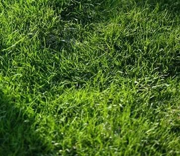 Мінеральне добриво "Карбамід" 1кг - фото 2