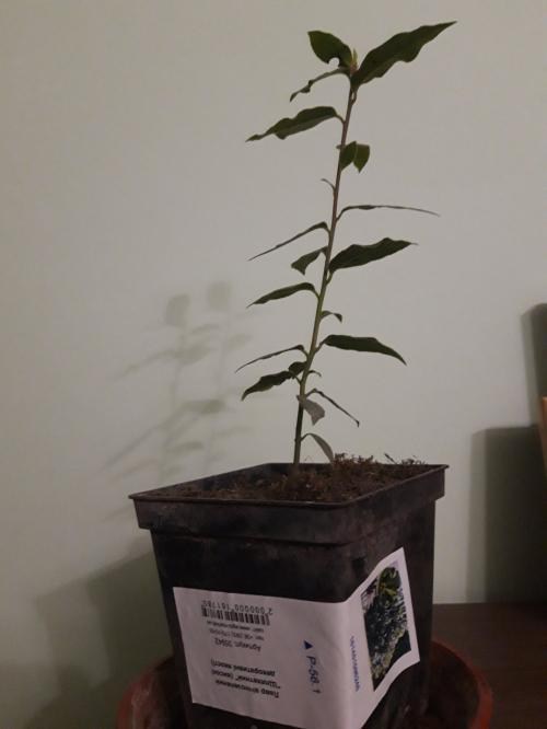 Лавр вечнозеленый "Благородный" (высокие декоративные качества) - фото 8