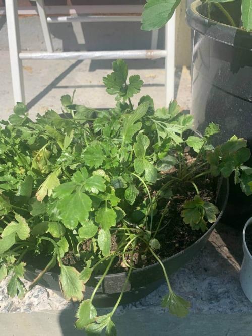 Лютики (Ранункулюс) "Orange 986" (розмір 5/6, великий) 5шт в упаковці - фото 6