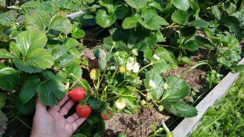 Полуниця "Королева Єлизавета" (ремонтантний сорт, ранній термін дозрівання) - фото 15