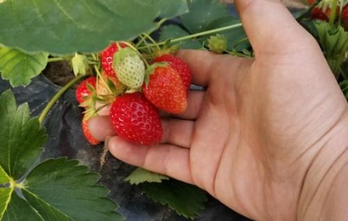 Полуниця "Вікторія" (ремонтантний сорт) - фото 11