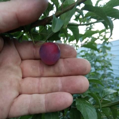 Ексклюзив! Слива "Анжеліно" (осінній сорт, пізній термін дозрівання) - фото 8