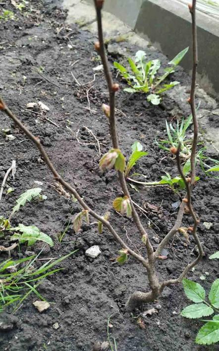 Фундук "Галле" (середній термін дозрівання, перехресне запилення, садити по 2 шт) - фото 6